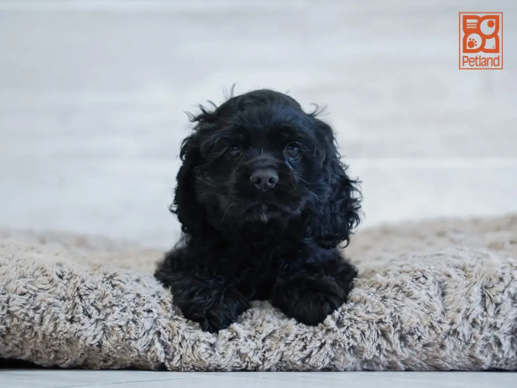 Cocker Spaniel - 5013 Image #1