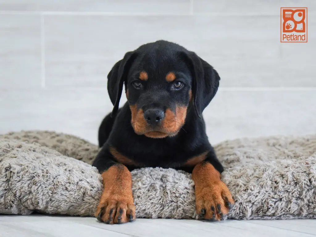 Rottweiler Image #1