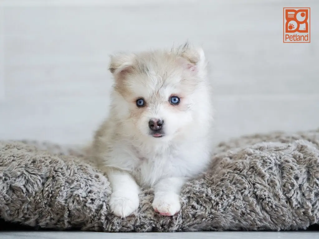 Pomsky 2nd Gen Image #1