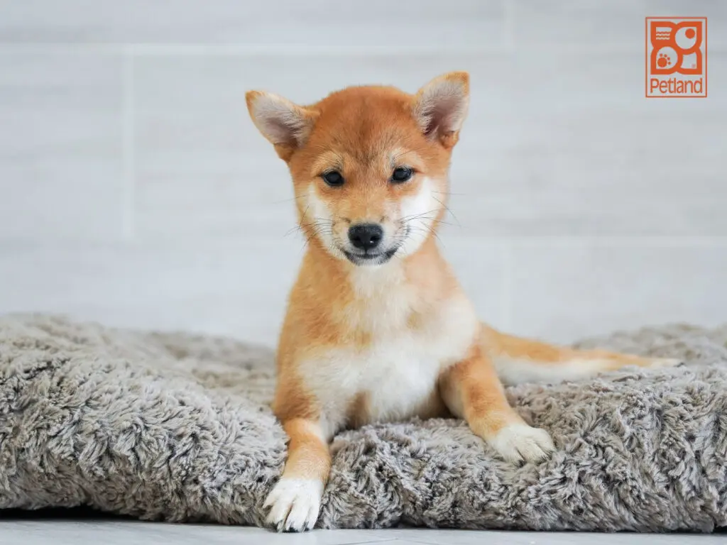 Shiba Inu Image #1