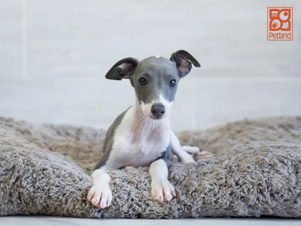 Italian Greyhound Image #1