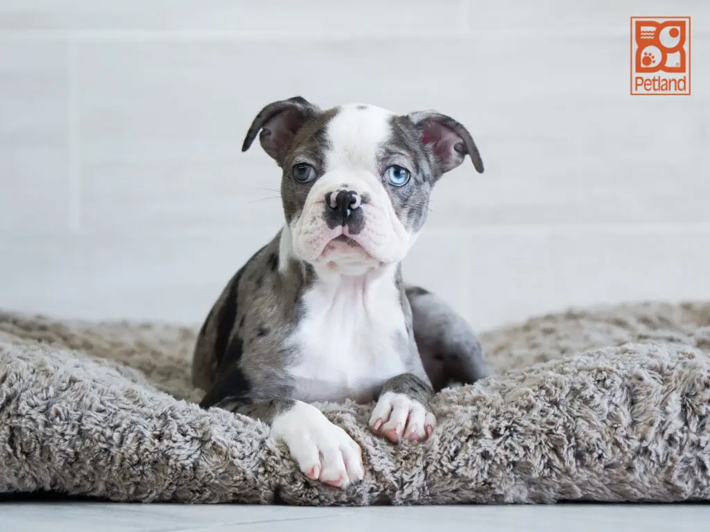 Boston Terrier Image #1