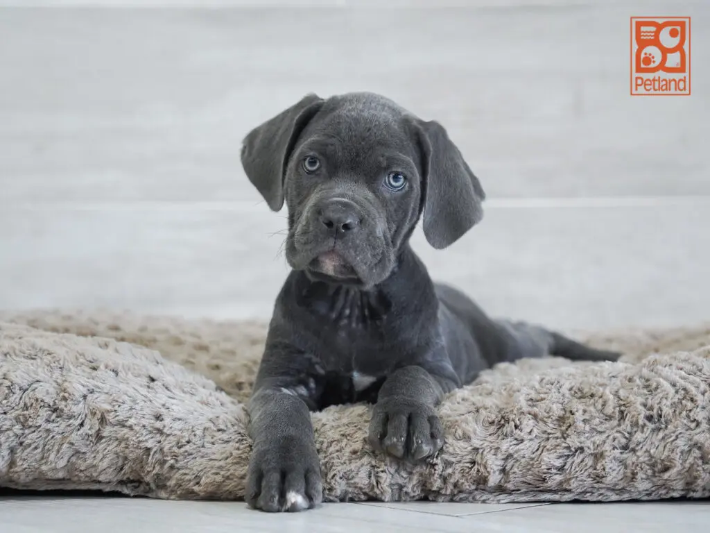 Cane Corso Image #1