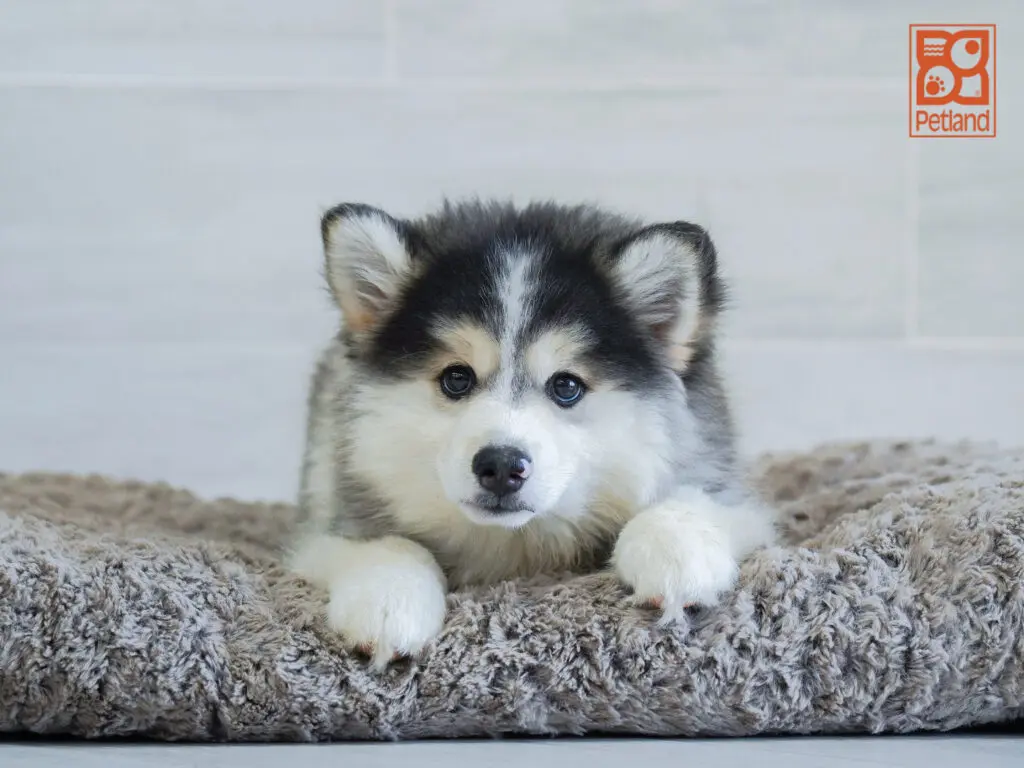 Pomsky Image #1