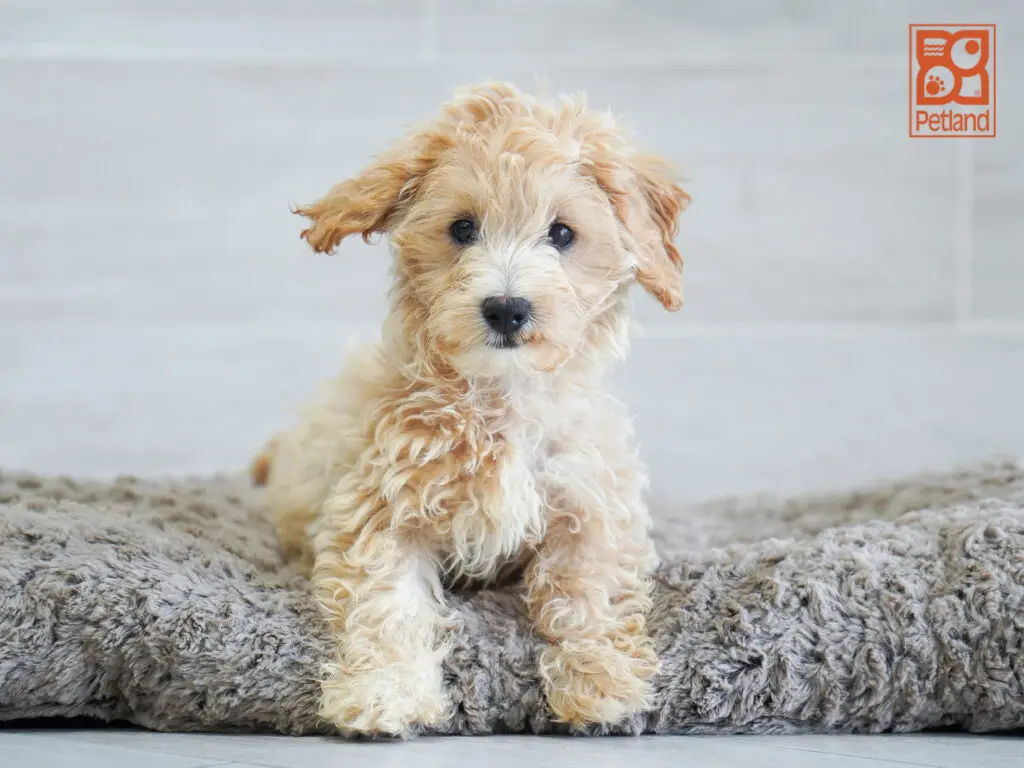 Maltipoo Image #1