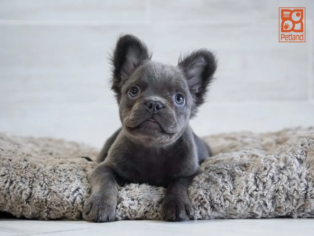 French Bulldog Image #1
