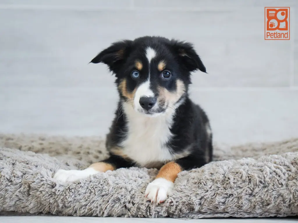 Mini Australian Shepherd Image #1