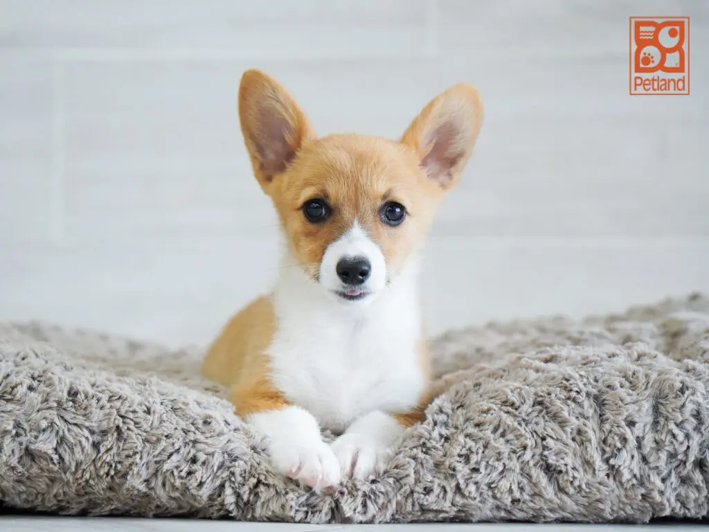 Pembroke Welsh Corgi Image #1