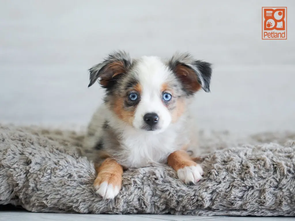 Mini Australian Shepherd Image #1