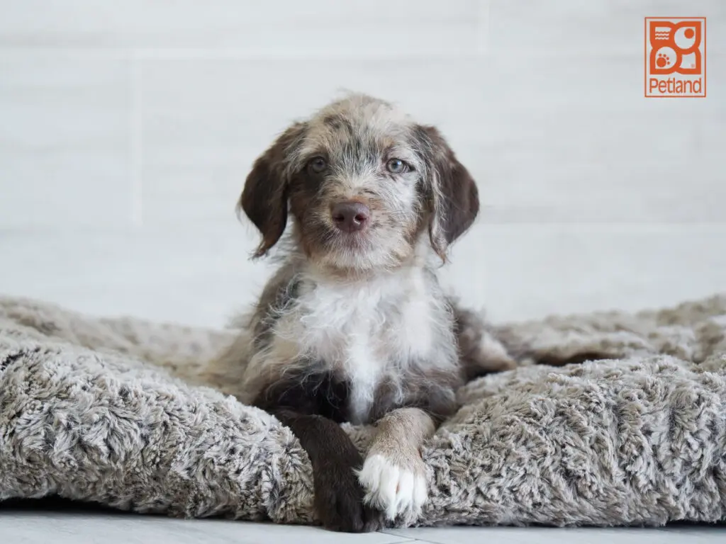 Mini Labradoodle Image #1