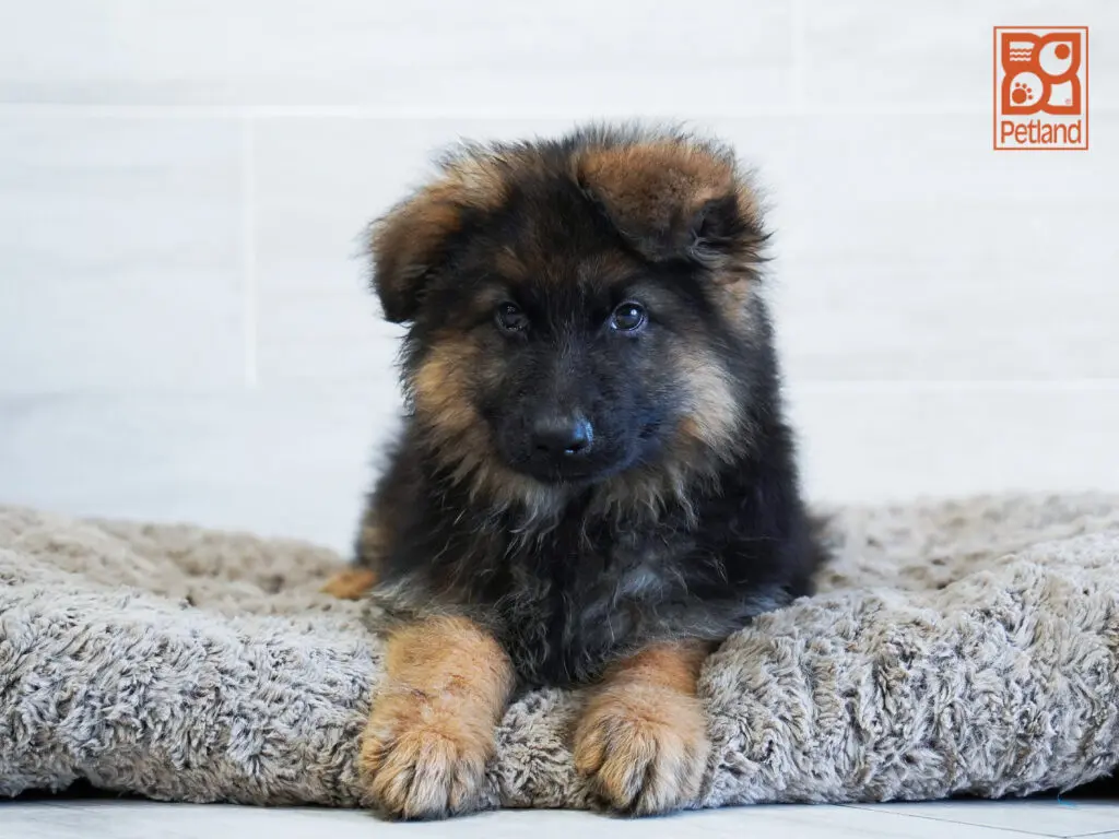 German Shepherd Image #1