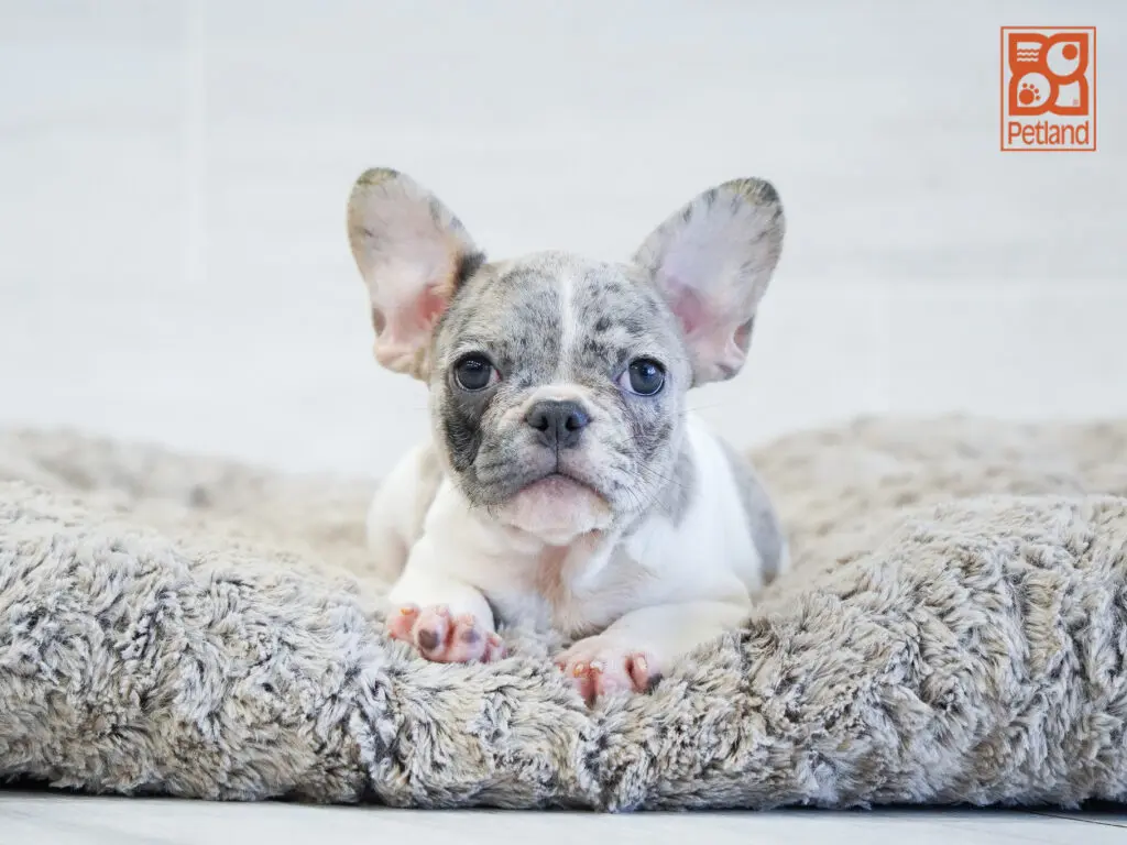 French Bulldog Image #1