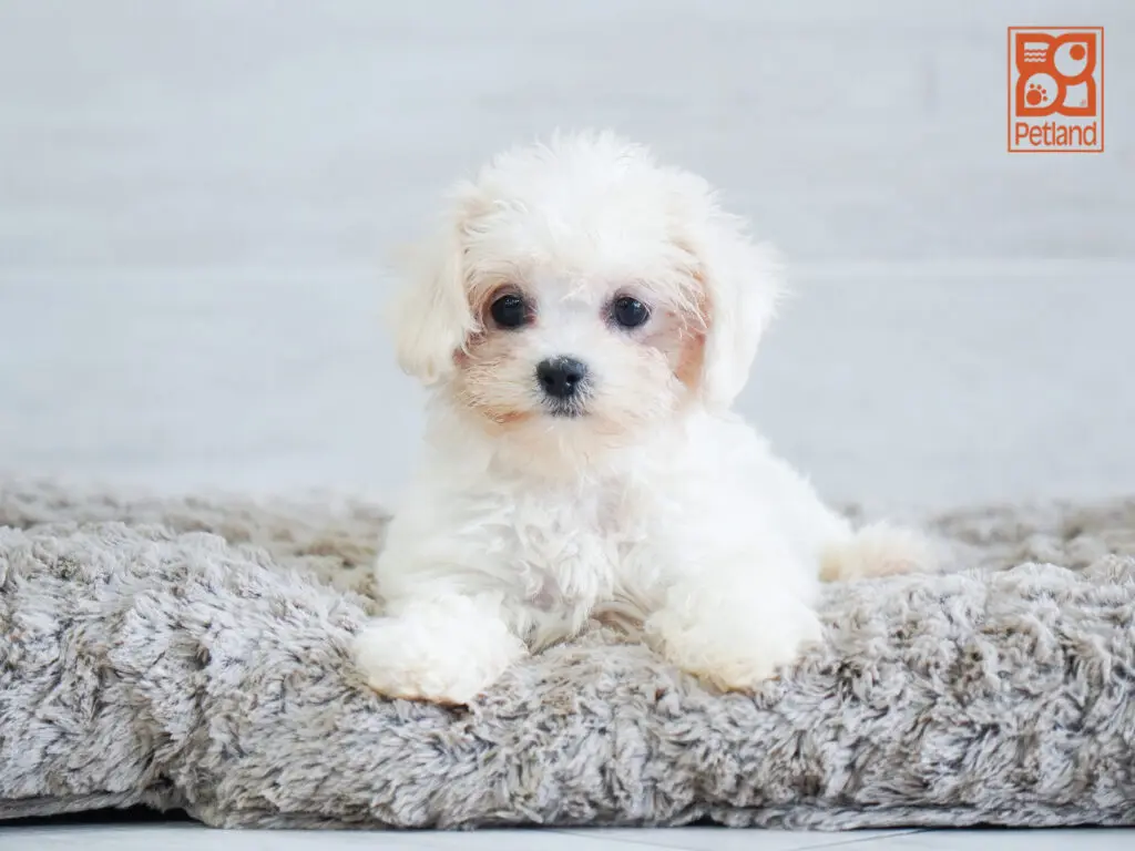 Teddy Bear Image #1