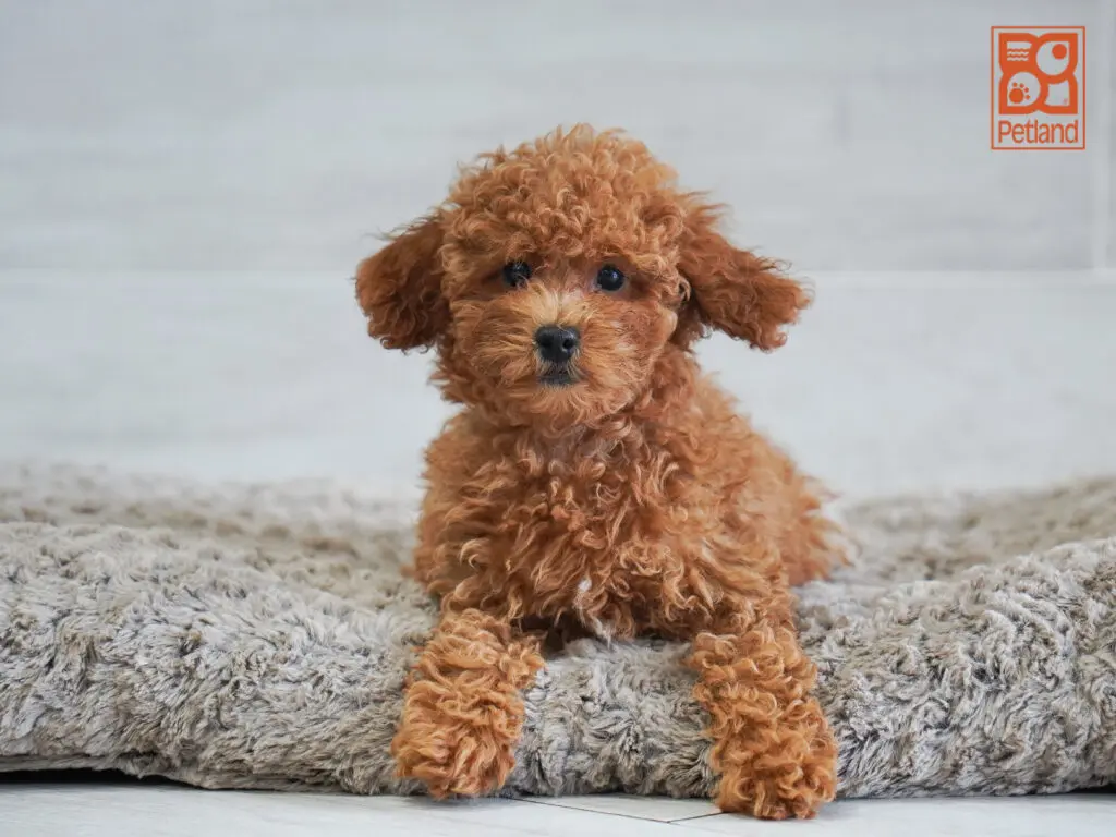 Poodle Image #1