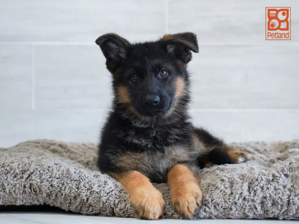 German Shepherd Image #1