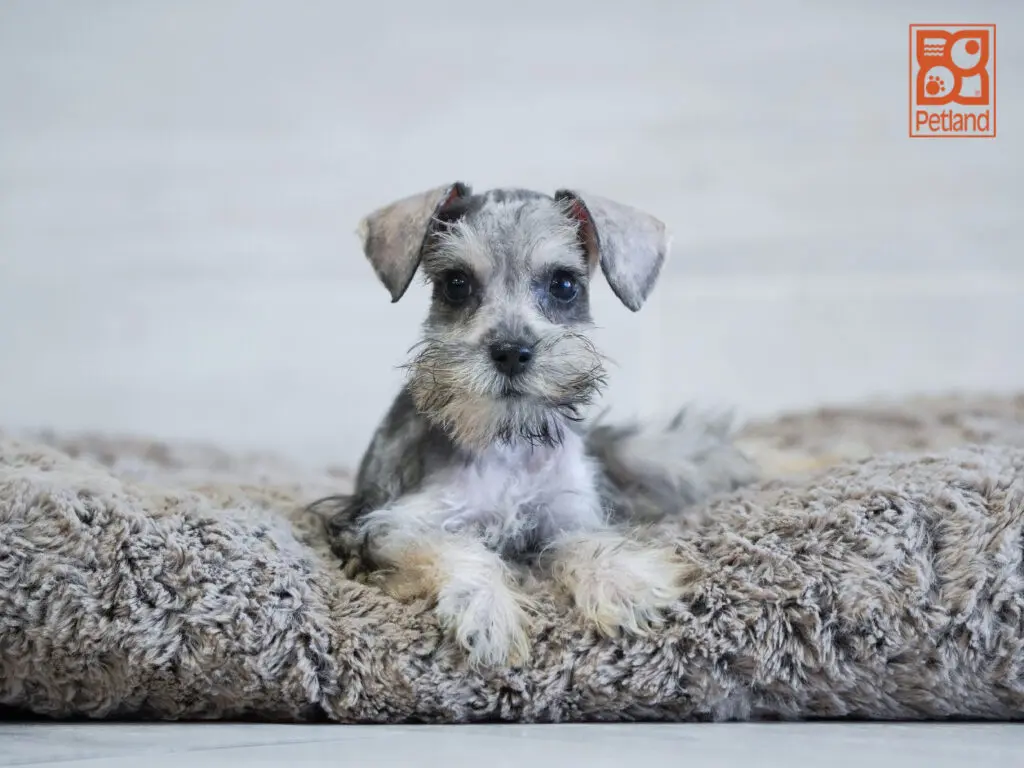 Mini Schnauzer Image #1