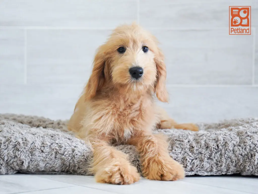 Goldendoodle Image #1
