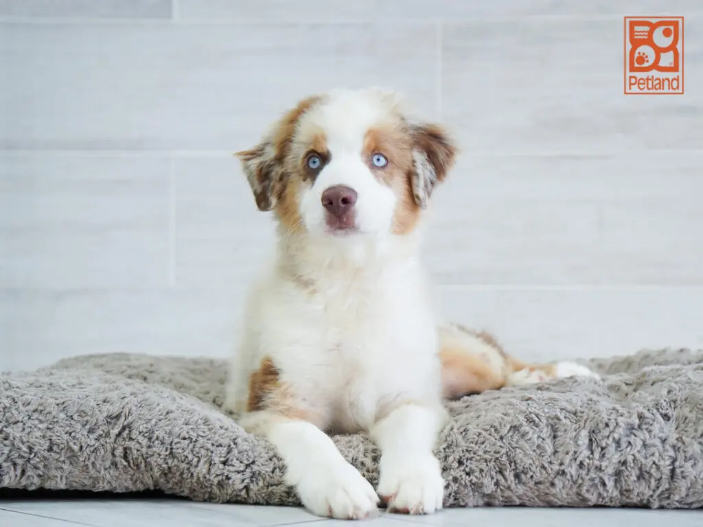 Mini American Shepherd Image #1