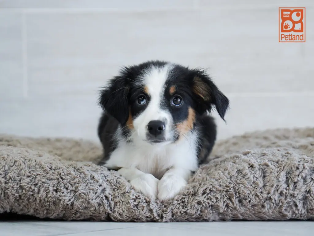 Australian Shepherd Image #1