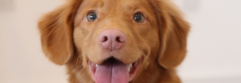 Petland Puppy for a Lifetime Program - guaranteed puppy replacement program