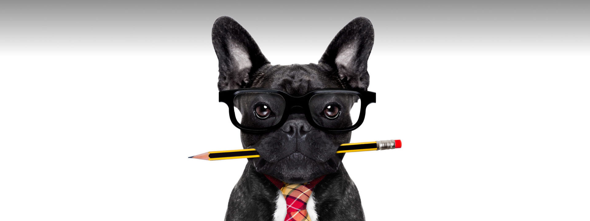 Pet Care Solutions — Petland Largo Florida