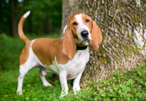 Petland Florida picture of Basset Hound in the outdoors staring at the camera.