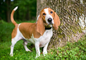 Petland Florida picture of Basset Hound in the outdoors staring at the camera.