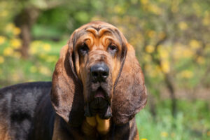 Petland Florida picture of cute Bloodhound puppy looking at camera..