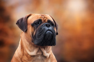 Petland Florida picture of Bullmastiff looking off into the distance.