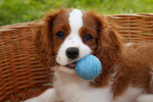 Petland Florida picture of a cute Cavalier King Charles Spaniel with a little blue ball and staring at the camera.