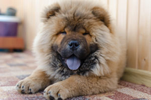 Petland Florida picture of Chow Chow puppy staring at the camera with its tongue out.