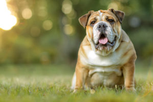 Petland Florida picture of cute English Bulldog staring at the camera.