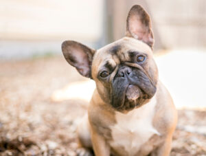 Petland Florida picture of French Bulldog staring at the camera.