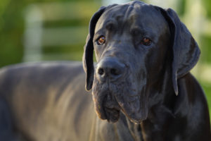 Petland Florida picture of a Great Dane looking at the camera.