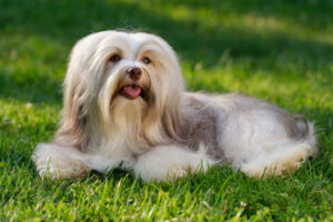 Petland Florida picture of a cute Havanese puppy lying on a grassy field.