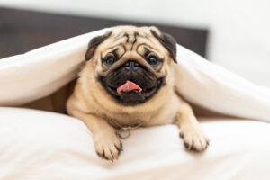 Petland Florida picture of a cute Pug puppy lying in blanket on white bed in bedroom.