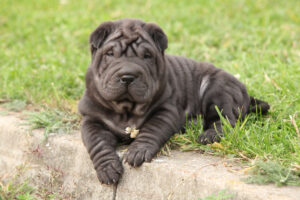 Petland Florida picture of a cute Sharpei puppy lying in the garden.