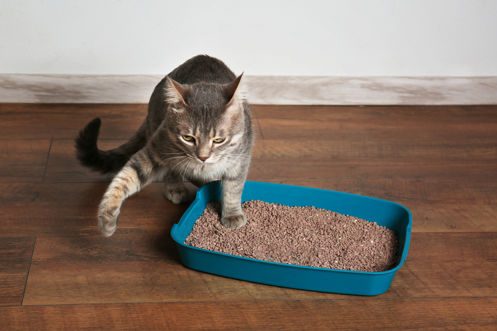 How to Teach Your Kitten to Use a Litter Box - Petland Florida