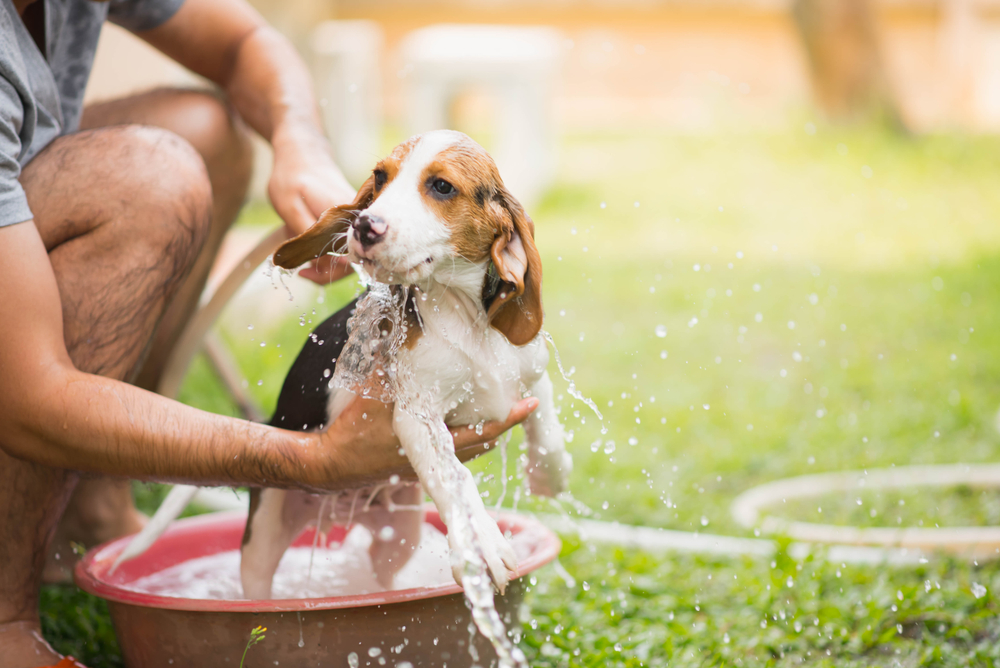 Summer Bathing, Are You Doing It Right? - Petland Florida