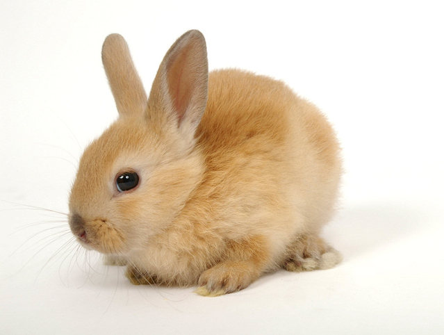 dwarf rabbits for sale at pets at home