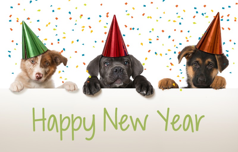 6 Puppy New Year's Resolutions Petland Florida