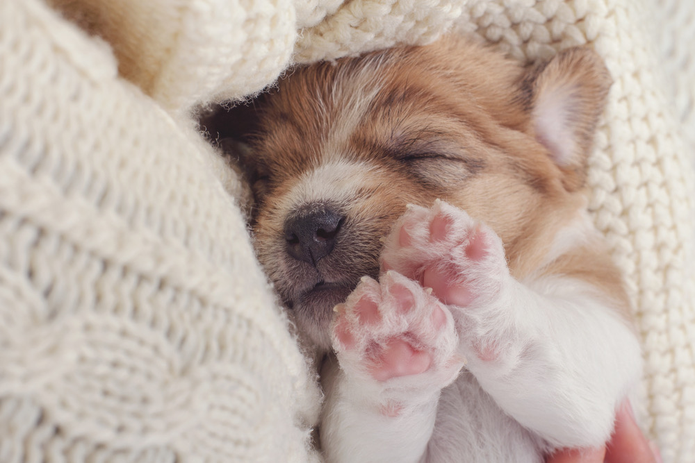 5 Ways to Keep Your Puppy's Paws Clean 