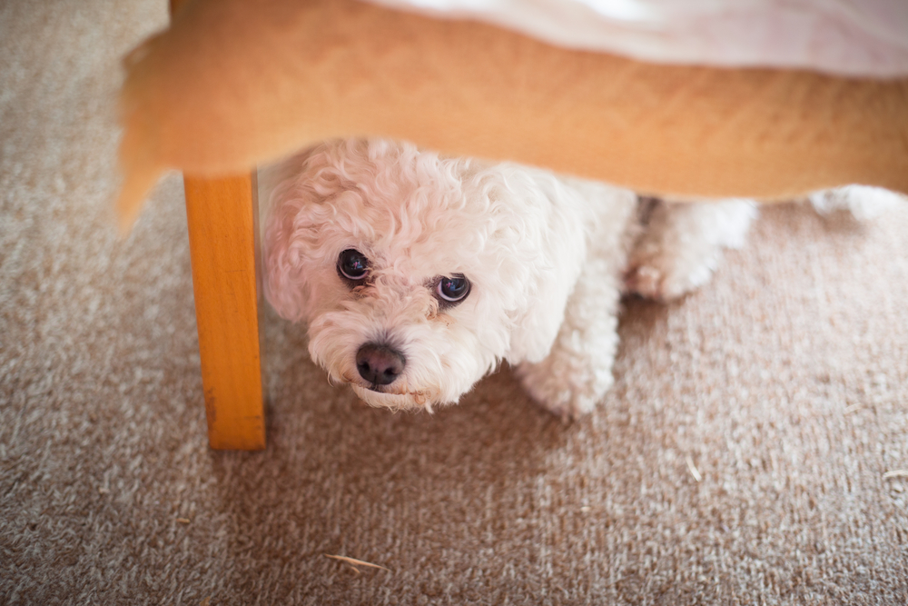 Toy Poodle: A Puppy You'll Forever Love - Petland Florida