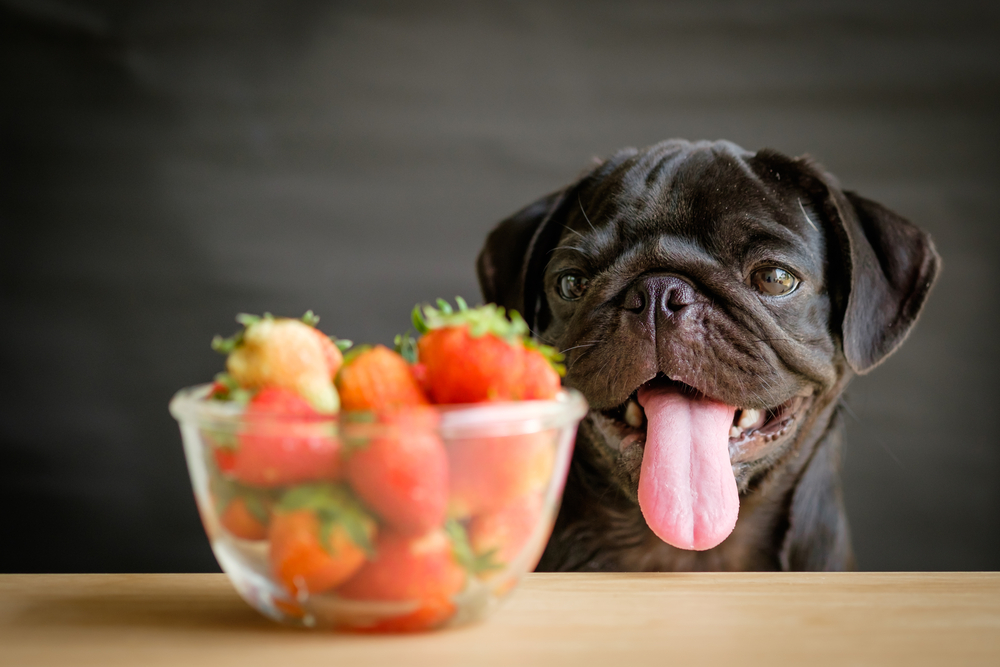 what fruit can rottweilers eat