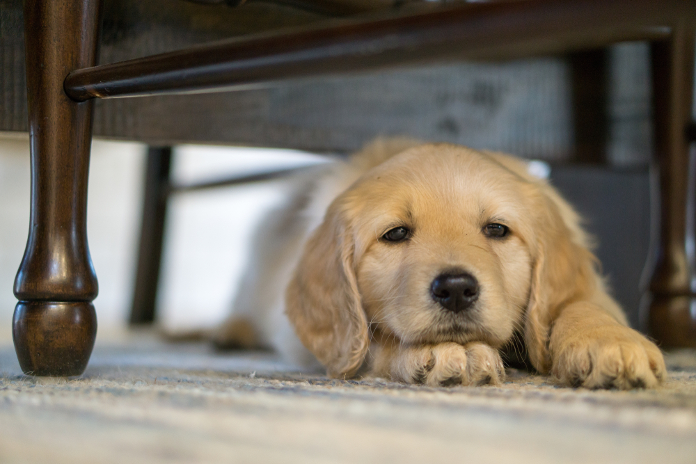 Dogs get bored! How to keep your pup busy and prevent dog boredom