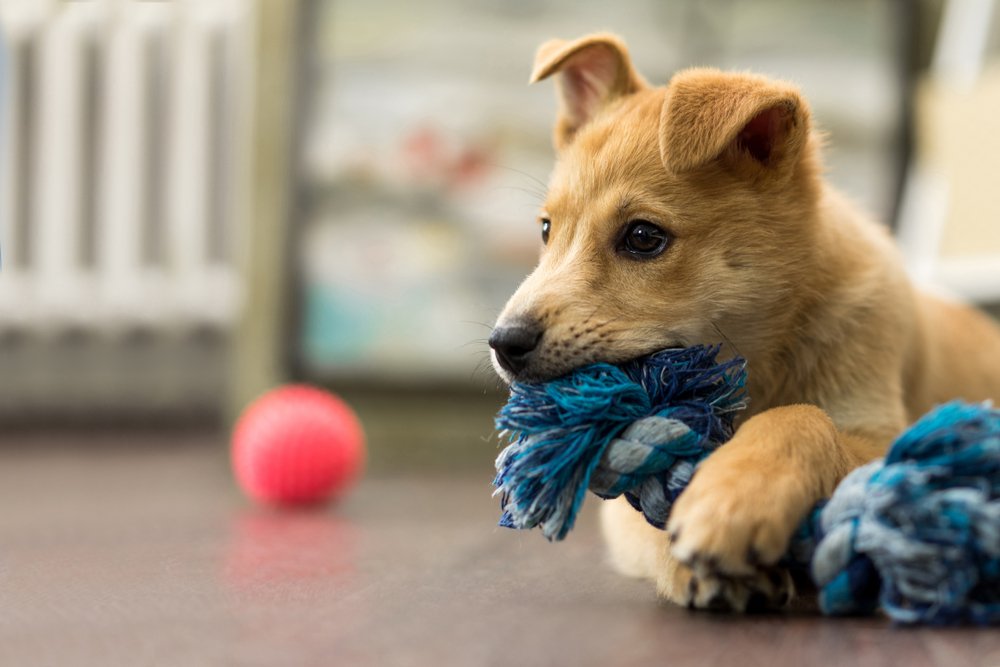 10 Fun House Games to Play with Your Puppy - Petland Florida