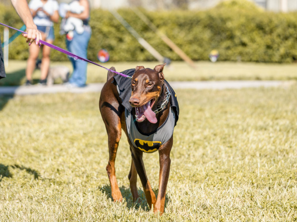 Petland puppy in a Batman costume at the 6th Annual Bow Wow Ween.