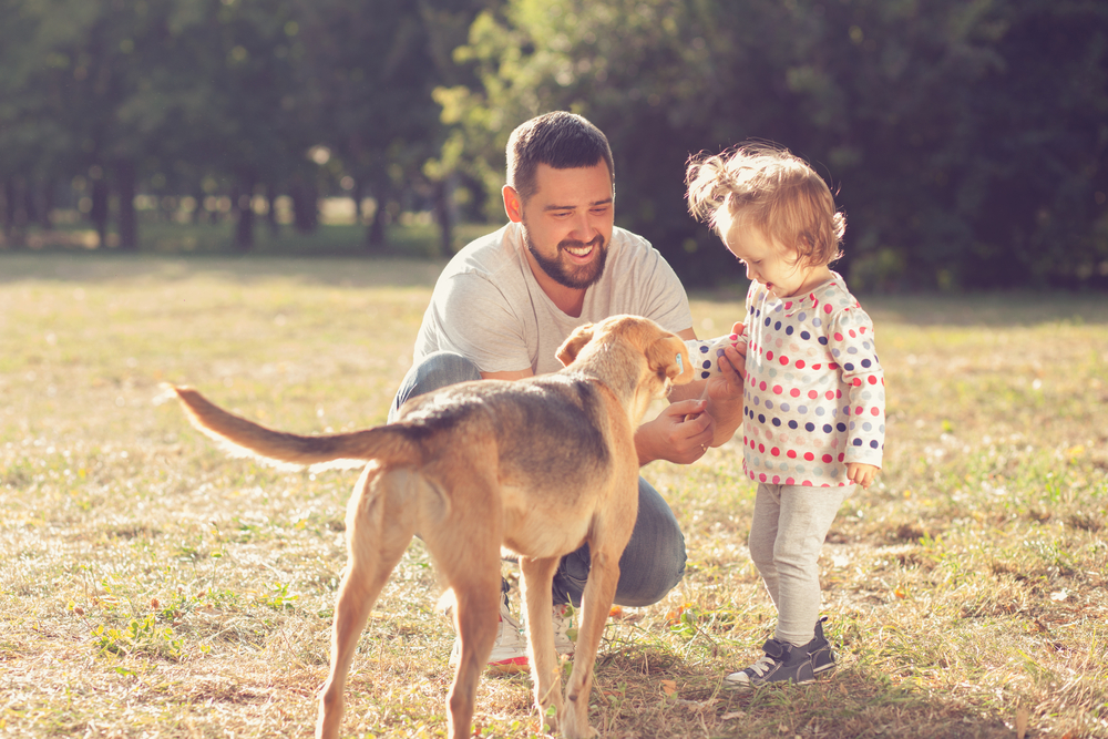 6 Dad-Like Dog Breeds for Father's Day - Petland Florida