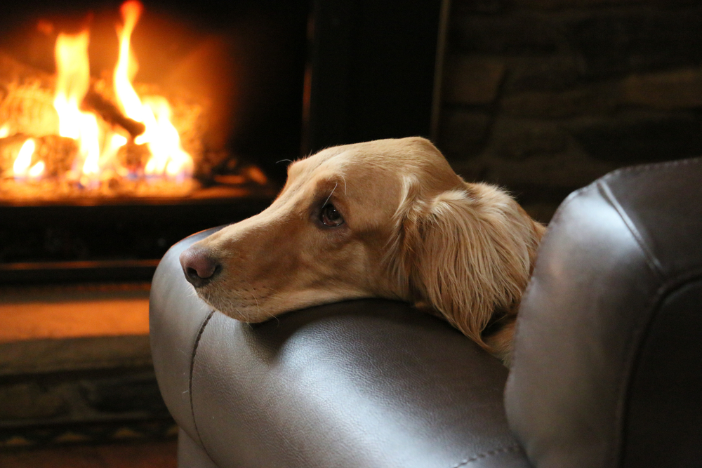 National Pet Fire Safety Day Tips To Keep Your Pet Safe Petland