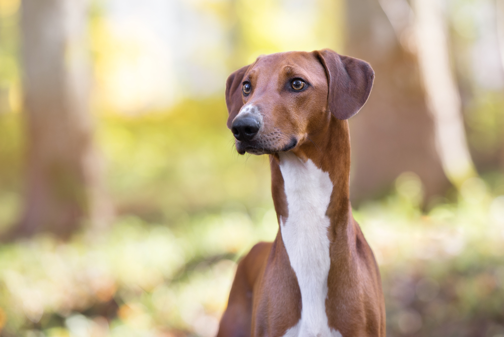 Petland Florida picture of beautiful Azawakh dog outside. 